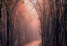 开云体育官方网站-包含奥地利队逆转法国队，张本智和统治全场的词条